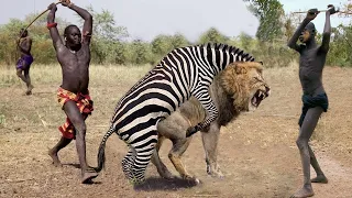 HUNTER BECOMES THE HUNTED | Mother Zebra Take Down Lions King To Save Her Newborn - Giraffe vs Lions