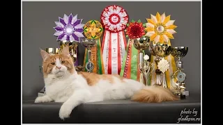 Самая большая  выставка кошек Кэтсбург 2019 видео канала Москва онлайн 24