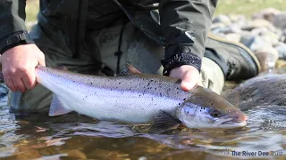 The River Dee Trust's One Million Trees Campaign in the  Cairngorms, Scotland