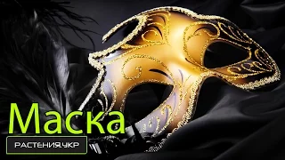 Как сделать маскарадную маску для карнавала ? / How to make a mask for the masquerade carnival?