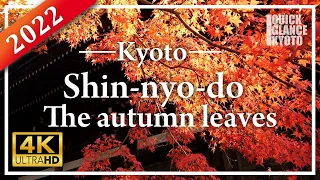 Entire precincts are colored with beautiful autumn leaves. Enjoy autumn leaves of Shinyo-do, Kyoto.