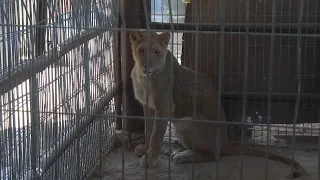 Rafah zoo animals forced to evacuate amid Israeli offensive