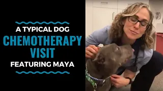 A Typical Dog Chemotherapy Visit featuring Maya: VLOG 35