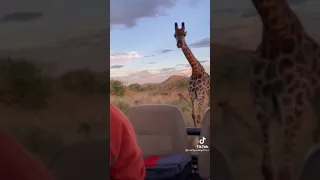 жираф бежит за машиной #Shorts