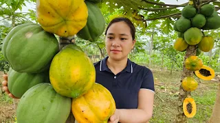 Harvest Ripe Papaya Goes To Market Sell - Cook papaya for pigs - Lunch with Ly Phuc An