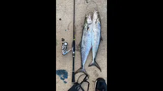 Fishing Spanish Mackerel -  דיג פלמוד 17.4.2020