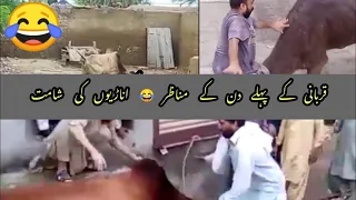Qurbani 2021/Dangerous Animal Attack/ Anari kasaei ki shamat/Bakra Eid ki funny Video