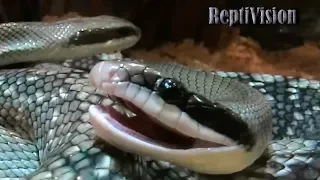 Snake mating / Брачное поведение змей: Яркие моменты! / Разведение полозов Blue Beauty Часть 1.