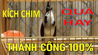 Chào mào | Chào mào hót đấu Chào mào luyện giọng hót hay ép bổi sổ bọng và căng lửa