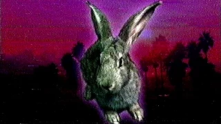 Василятина - Кролик Из Беверли Хиллз