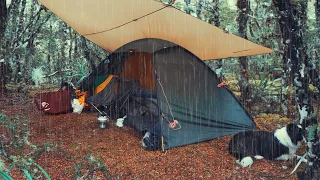 CAMPING im Regenwald mit Tarp - Rain ASMR