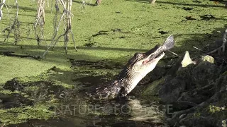 young alligator eats a large fish in Florida pond