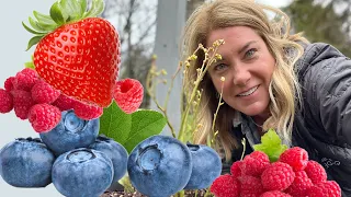 Planting all my favorite berries 🫐 🍓 Blueberries, strawberries raspberries