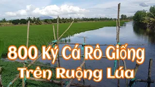 Thả 800 Ký Cá Rô Giống Trên Ruộng Lúa || Mô Hình Nuôi Cá Cho Ăn Lúa Ít Tốn Chi Phí Thu Nhập Rất Cao