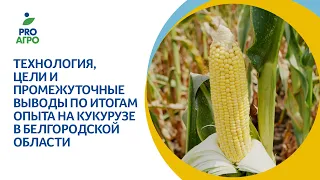 Технология, цели и промежуточные выводы по итогам опыта на кукурузе в Белгородской области