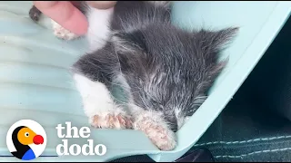 Tiny Half-Dead Kitten Makes A Major Comeback | The Dodo