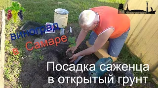 Посадка саженца в открытый грунт