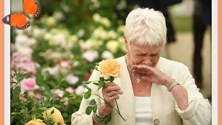 Judi Dench "THE APRICOT ROSE THAT TICKLED HER NOSE" (PHOTOS)