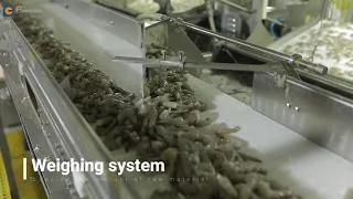 Automatic shrimp peeling system（2 unit peeler standard）the best solution for shrimp factory.