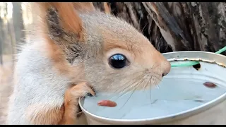 Прибежала голодная белка / A hungry squirrel came running