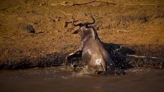 Battle in Masai Mara (like the Battle at Kruger) - Crocodile v. Wildebeest