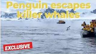 penguin escapes killer whales by leaping onto boat full of tourists