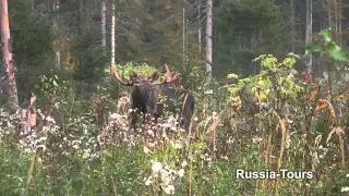 Rufjagd auf Europ. Elch in Udmurtien / Russland 2014