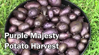 Purple Majesty Potato Harvest From 10 Gallon Grow Bag