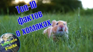 Топ-10 интересных фактов о хомяках