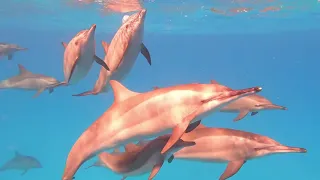 Dolphin Snorkeling at Sataya Reef,  November 2020
