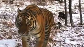 Tiger und Ziege sind beste Freunde