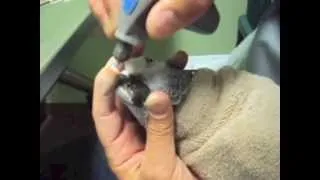 Parrot Beak Trim by Dr. G. (African Grey Parrot)