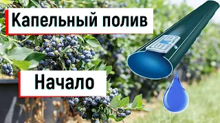 Капельный полив для голубики.  С чего начать.