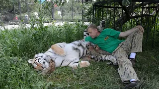 Василиса - главная тигрица "Тайгана"!  Vasilisa is the main tiger of Taigan