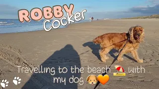 Travelling to the beach ⛱️ with my beautiful dog - English Cocker Spaniel Robby 🐶🧡