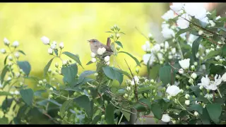 Beautiful Dawn Chorus Birdsong - Nature Sounds