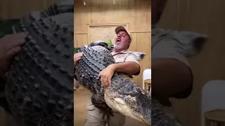 Ручной аллигатор 🐊