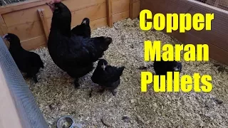 Copper Maran Pullets (chickens)