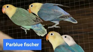 What is your Lovebird mutation name/ Agapornis fischer.