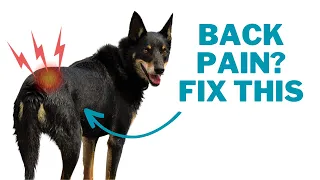Low Back Pain in Dogs - How to Release the Psoas Muscle
