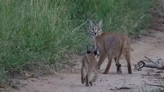 A CARACAL with 2 KITTENS 🐱 New LEOPARD cubs 🐆 The NTSEVU pride 🦁