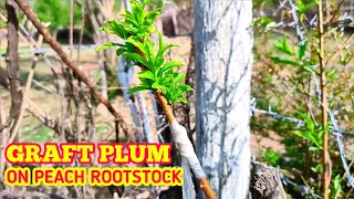 Graft plum on peach rootstock | Plum Grafting on peach