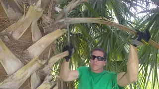 How to Prune a Palm Tree