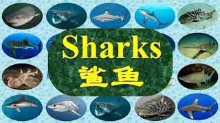 25 Sharks, names in English and Chinese with pictures and videos 鲨鱼 英文中文名称