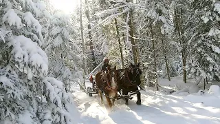 DRAFT HORSES LOGGING ON A GORGEOUS WINTER DAY!!! #451