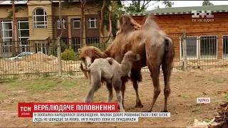 У Харківському зоопарку народилося верблюденя