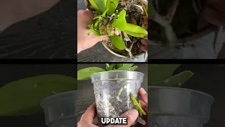 Orchid Rescue Update.