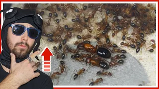 La croissance de cette fourmilière est dingue ! (Camponotus floridanus)