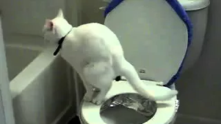 Кошка ходить в туалет на унитаз. Система "Домакот"