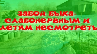 ЗАБОЙ БЫКА-ДЕРЕВЕНСКИЕ БУДНИ